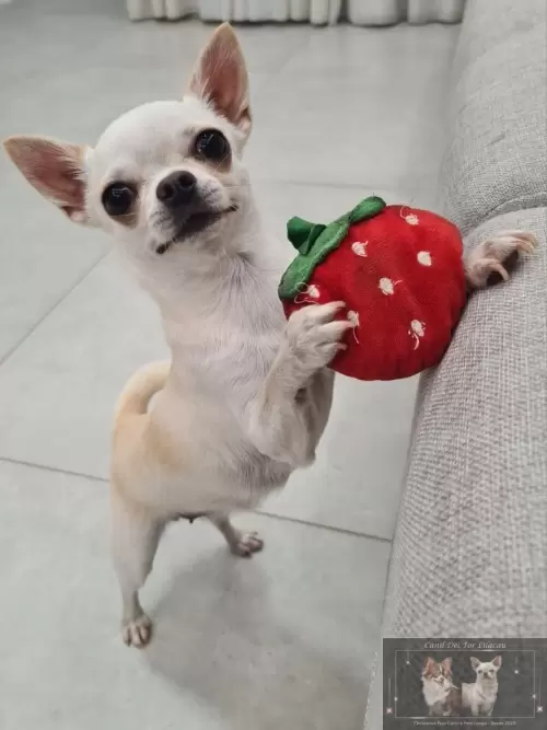 Filhotes Vendidos