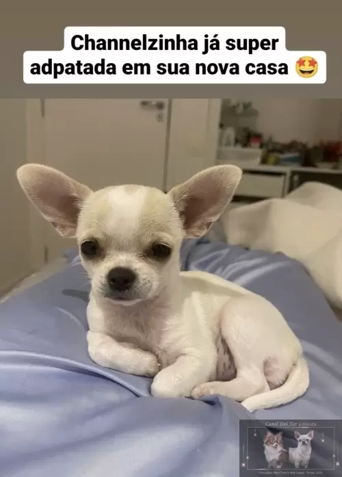 Entregas