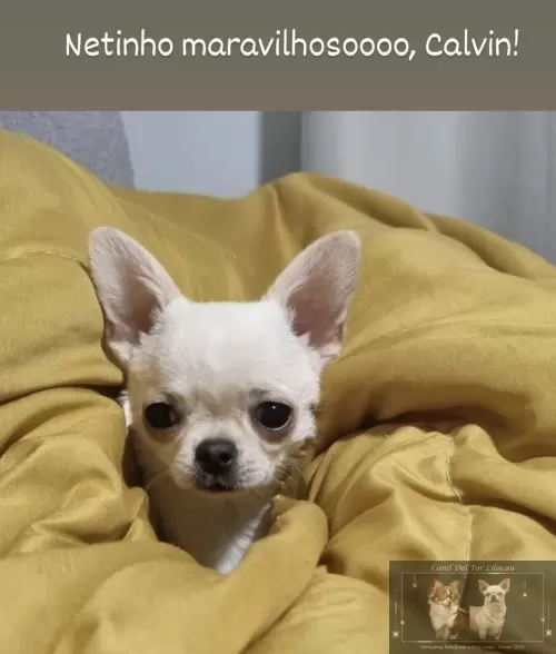 Nossos Netinhos 