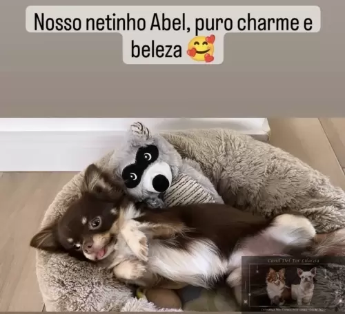 Nossos Netinhos 