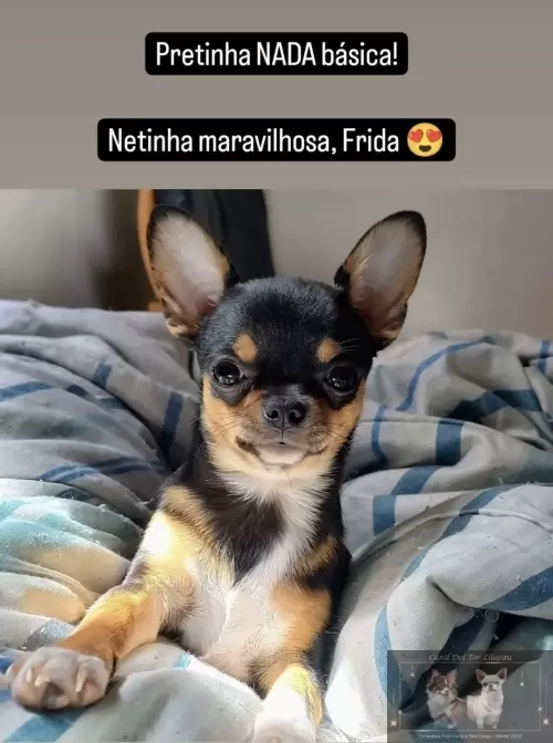Nossos Netinhos 