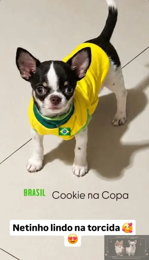 Nossos Netinhos 
