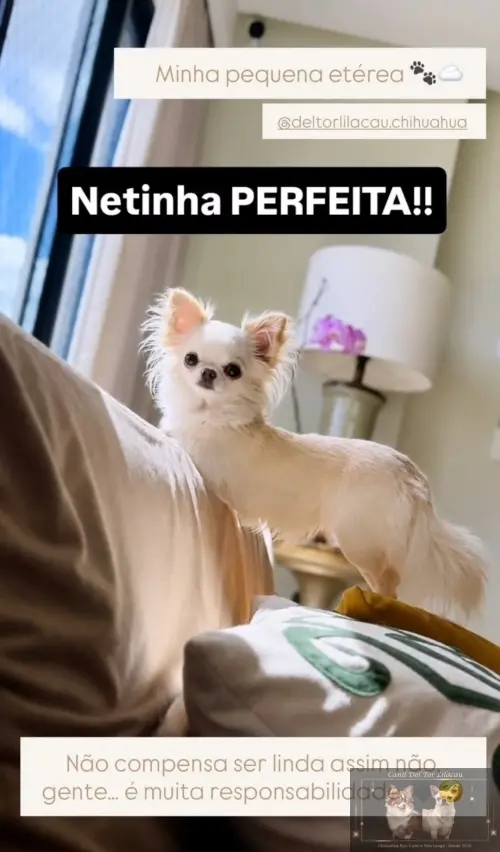 Nossos Netinhos 