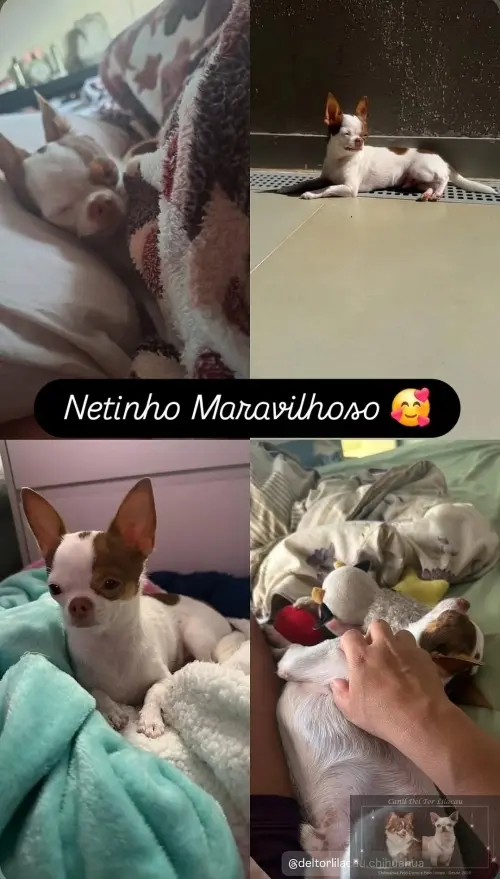 Nossos Netinhos 