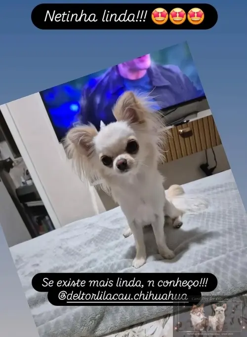 Nossos Netinhos 